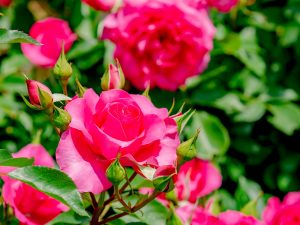 薔薇（バラ）の花言葉は？本数・色・部位ごとの意味など詳しくご紹介！_1