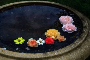 薔薇（バラ）の花言葉は？本数・色・部位ごとの意味など詳しくご紹介！_4