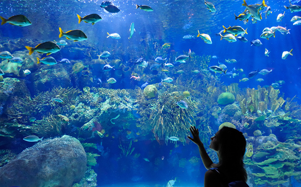 水族館でプロポーズ