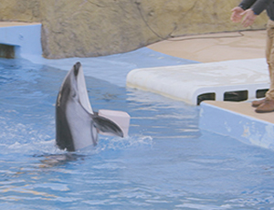 アイプリモのCMになりました<br>感動のイルカショープロポーズ