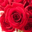 バラは本数ごとに意味がある！プロポーズするときの本数