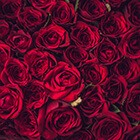 プロポーズのプレゼント！何色のバラが理想なの？