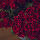 どんな言葉が出る？プロポーズ時の100本のバラの花束