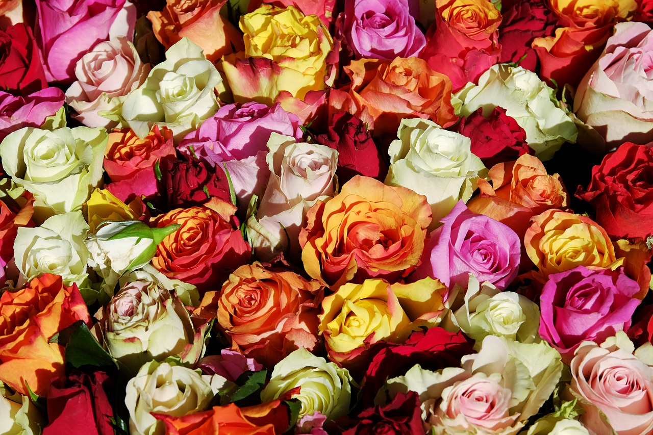 薔薇の花言葉とは プロポーズの時に知っておきたい本数や色ごとの違い プロポーズ準備室 最高のプロポーズを知って相談できるサイト
